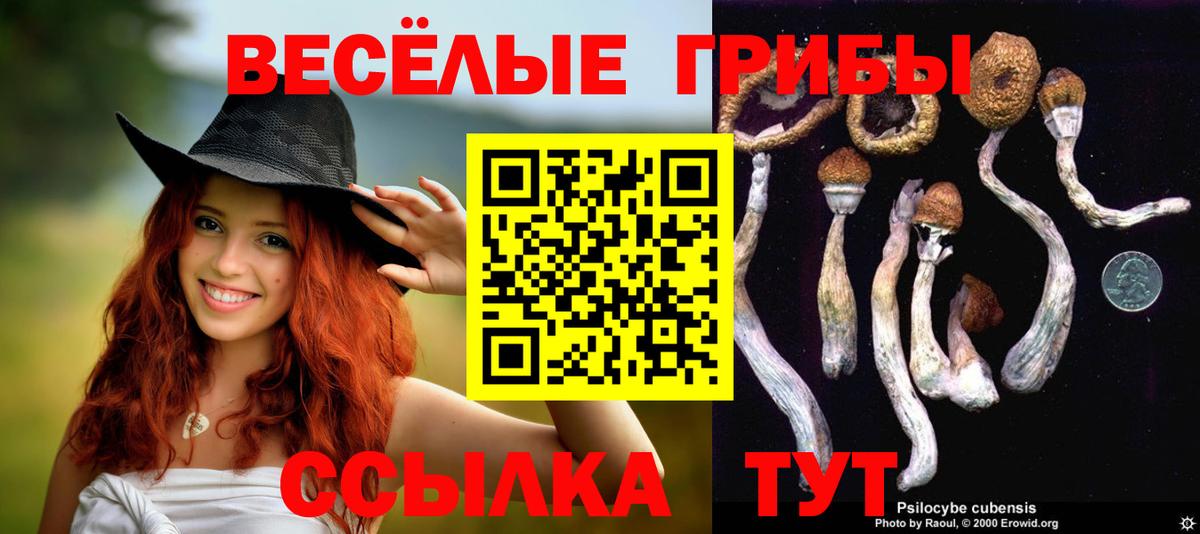 Псилоцибиновые грибы Psilocybine cubensis Протвино